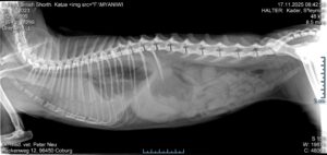 Pleura Erguss Herzsilhouette nicht erkennbar