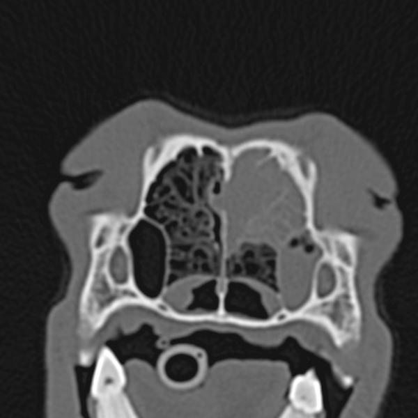 Tierarzt Mit Ct In Der Nähe Röntgen in der Kleintierpraxis | Tierarzt Dr. Neu
