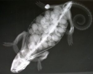 Röntgen in der Kleintierpraxis | Tierarzt Dr. Neu