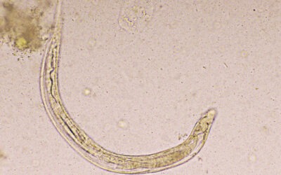 Angio­stron­gylus vasorum der “Fran­zö­si­sche Lun­gen­wurm”