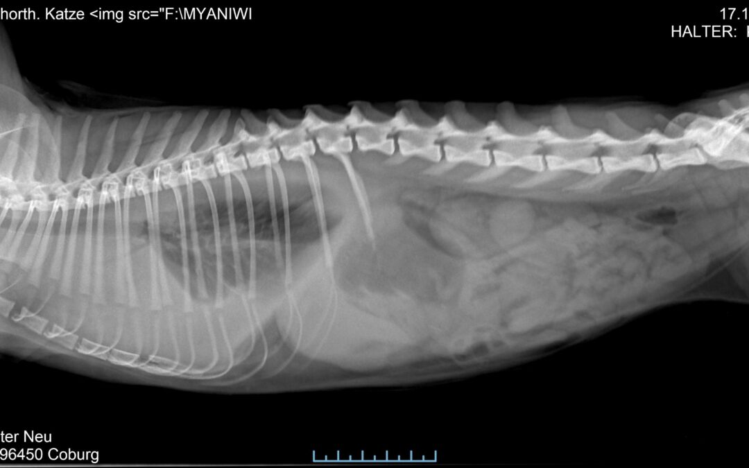 FIP oder Nicht FIP — Das ist hier die Fra­ge