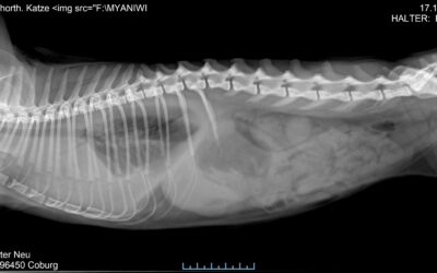 FIP oder Nicht FIP — Das ist hier die Fra­ge